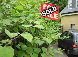 Japanese Knotweed Claims Up